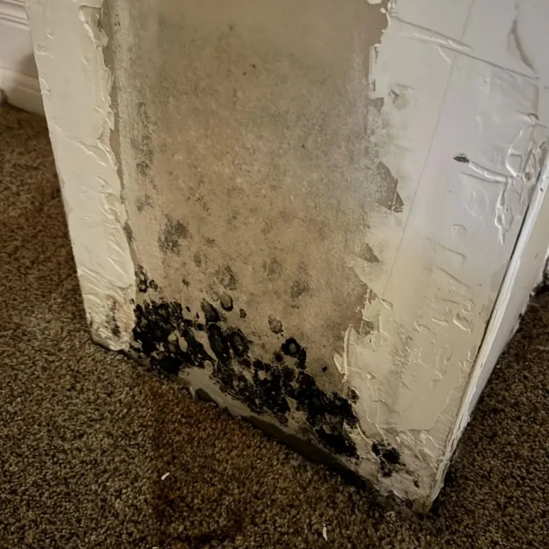 Professional Mold Removal in Mulberry, NC